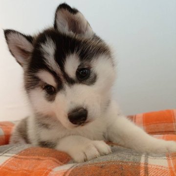 シベリアンハスキー【北海道・女の子・2025年10月24日・ブラックアンドホワイト】の写真「顔が丸くて、手足が太い！」