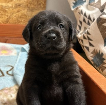 ラブラドールレトリバー【北海道・女の子・2025年11月12日・ブラック】の写真「元気いっぱい！」