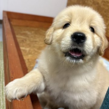 ゴールデンレトリバー【北海道・女の子・2025年9月17日・ゴールド】の写真「寝るの大好きマイペース！」