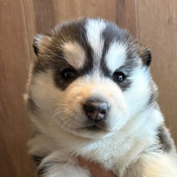 シベリアンハスキー【北海道・女の子・2025年10月24日・ブラックアンドホワイト】の写真「ムチムチでぱっちり目！」