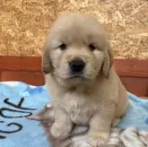 ゴールデンレトリバー【北海道・女の子・2025年5月18日・ゴールド】の写真1