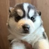 シベリアンハスキー