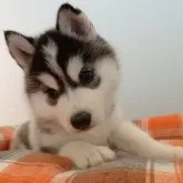 シベリアンハスキー【北海道・女の子・2025年10月24日・ブラックアンドホワイト】の写真1