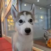 シベリアンハスキー