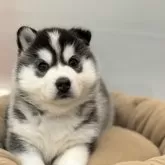 シベリアンハスキー【北海道・女の子・2025年10月24日・ブラックアンドホワイト】の写真4