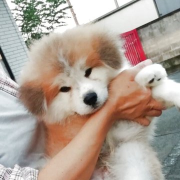 秋田犬【群馬県・男の子・2025年7月15日・赤毛長毛】の写真「モフモフの長毛の可愛い男の子です。」