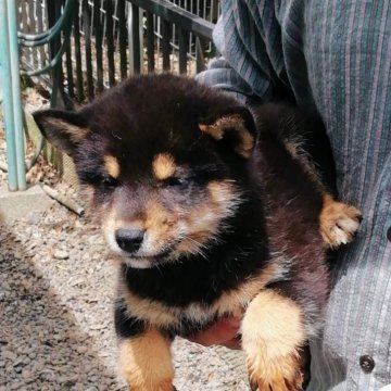柴犬(標準サイズ)【群馬県・男の子・2025年6月23日・黒】の写真「コロコロして太った黒芝の男の子です。」