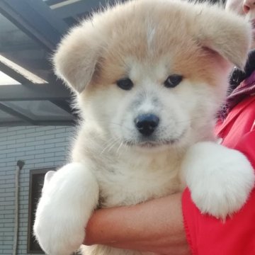 秋田犬【群馬県・男の子・2024年11月26日・赤】の写真「がっしりした男の子です。」