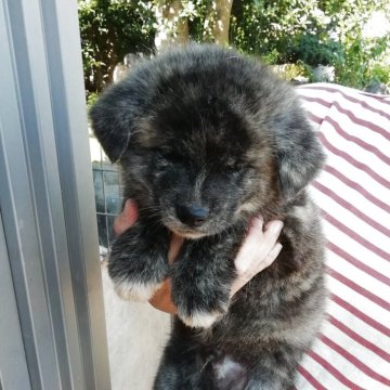 秋田犬【群馬県・男の子・2025年9月18日・虎毛】の写真「黒虎毛のがっちりした良い男の子です。」