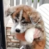 秋田犬