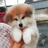 秋田犬