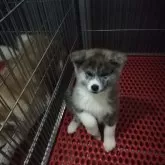 秋田犬