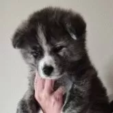 秋田犬【群馬県・女の子・2024年11月20日・虎毛】の写真1