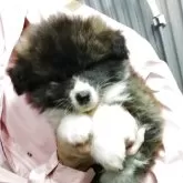 秋田犬