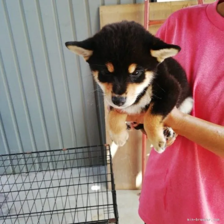 ダンミー 様のお迎えした子犬