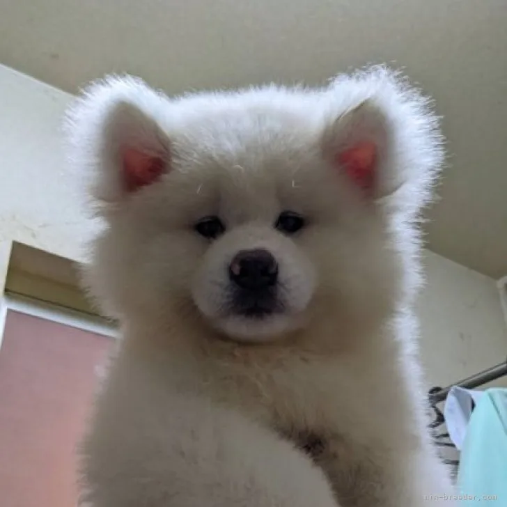 ID:2306-04171の子犬
