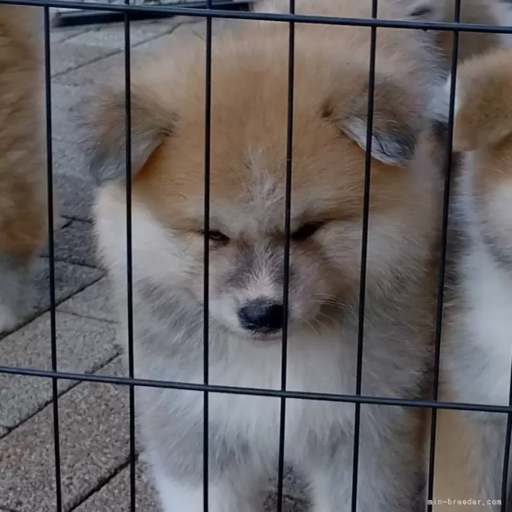 ウェイウェイ 様のお迎えした子犬