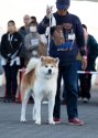 秋田犬【・男の子・2018年12月1日・赤毛】