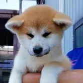 秋田犬【群馬県・女の子・2023年4月11日・赤毛】の写真1