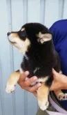 柴犬(標準サイズ)【群馬県・女の子・2023年7月2日・黒】の写真2