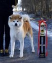 秋田犬【・男の子・2018年12月1日・赤毛】