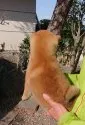 豆柴【群馬県・男の子・2020年12月20日・赤毛】の写真4
