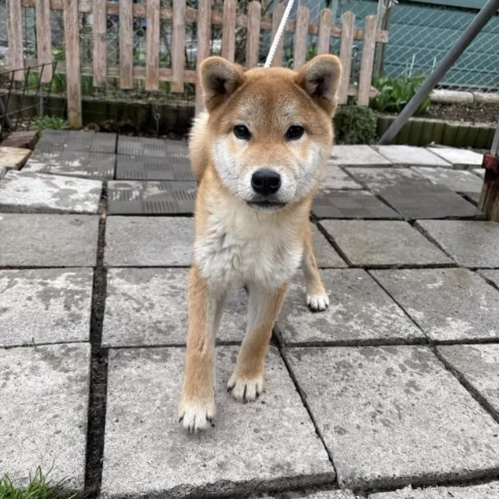 ID：2504-04536の子犬