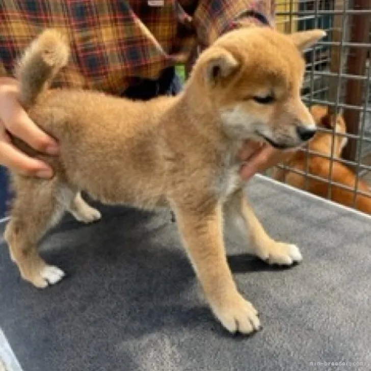 ID：2310-00458の子犬