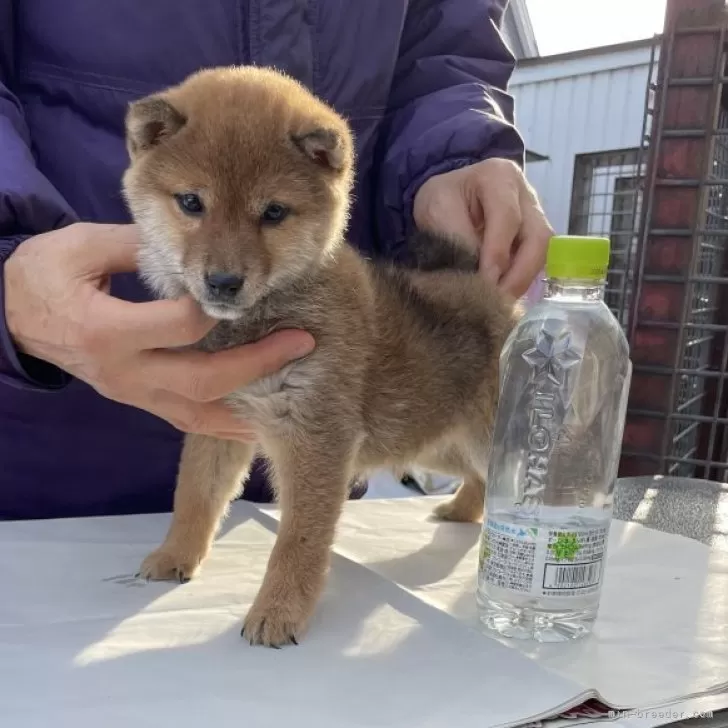 ID:2312-01129の子犬