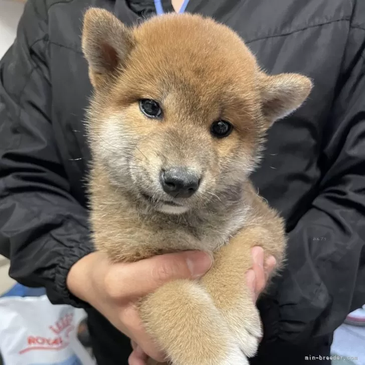 ID：2409-05507の子犬