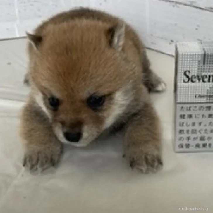 ID:2304-05389の子犬