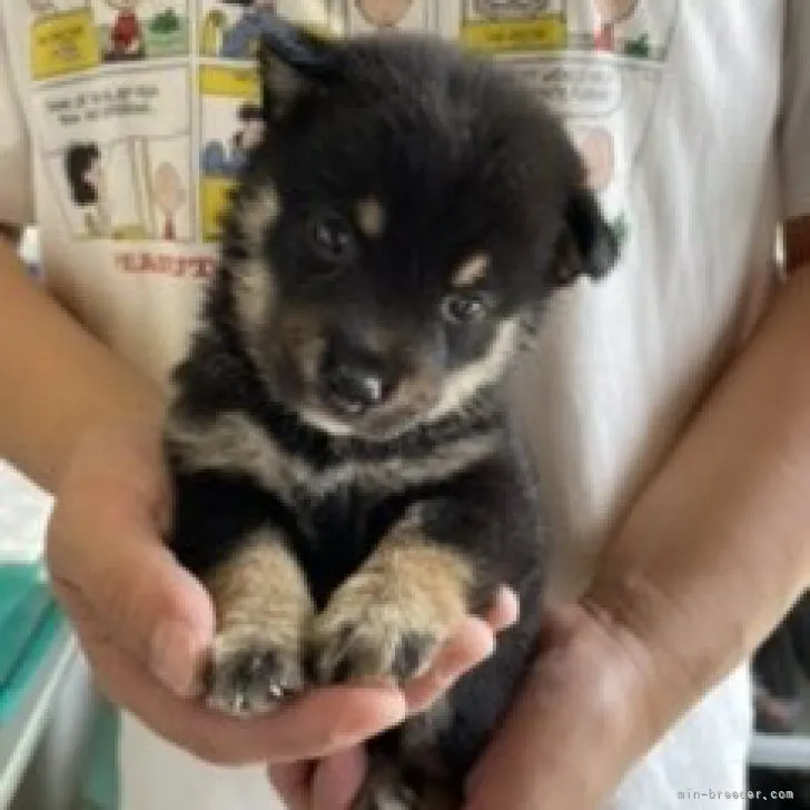 ID：2308-00656の子犬