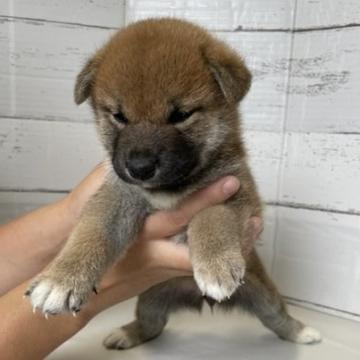 柴犬(標準サイズ)【北海道・女の子・2022年7月12日・赤】の写真「父日本犬保存会本部賞６本完成犬。母紅王丸の子」