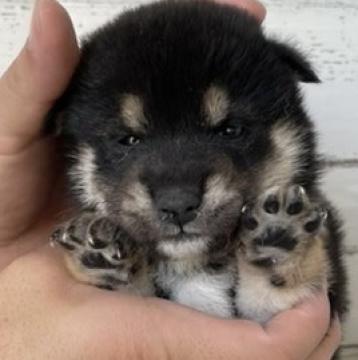 柴犬(標準サイズ)【北海道・女の子・2022年8月4日・黒】の写真「父は、岐阜県にいる本部賞5本受賞している黒王翔号。」