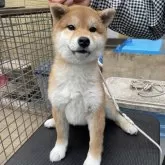 柴犬(標準サイズ)【北海道・男の子・2023年12月16日・赤】の写真1