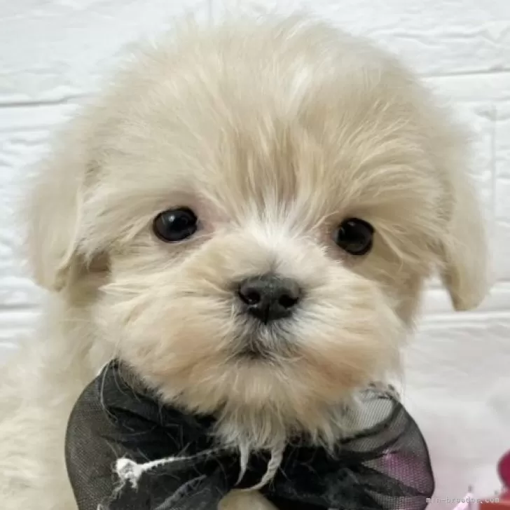 ID：2502-04375の子犬