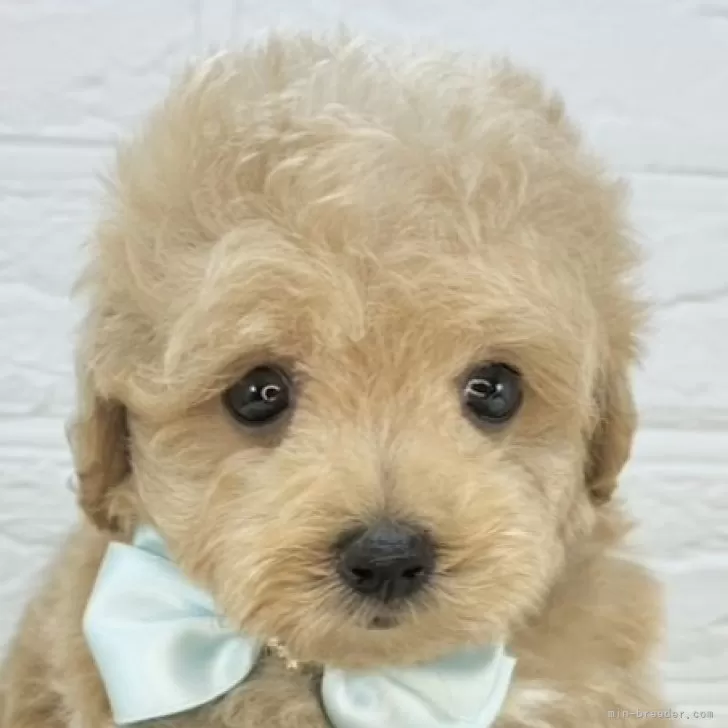 ID：2508-08943の子犬