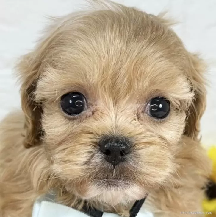 ID:2509-07711の子犬