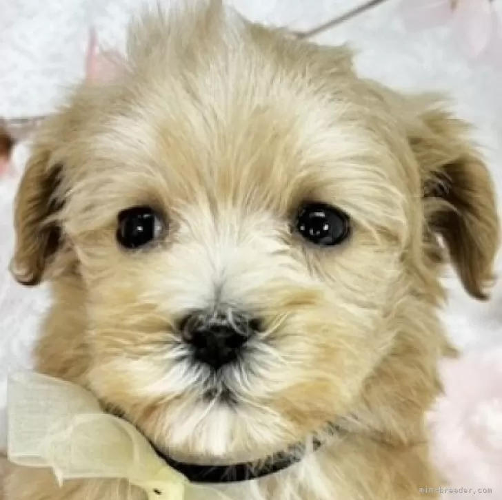 ID:2505-00935の子犬