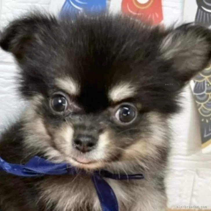 ID:2505-02453の子犬
