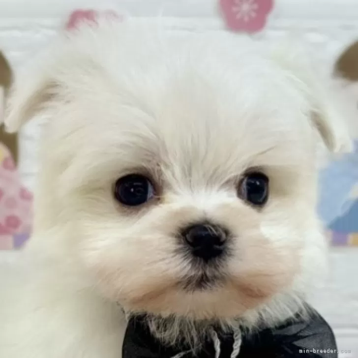 ID:2503-03993の子犬