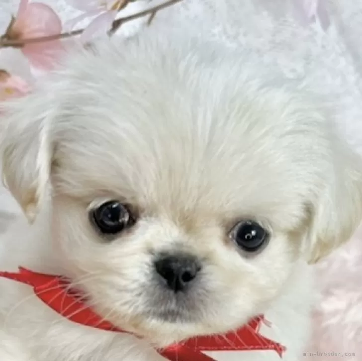 ID:2505-00563の子犬