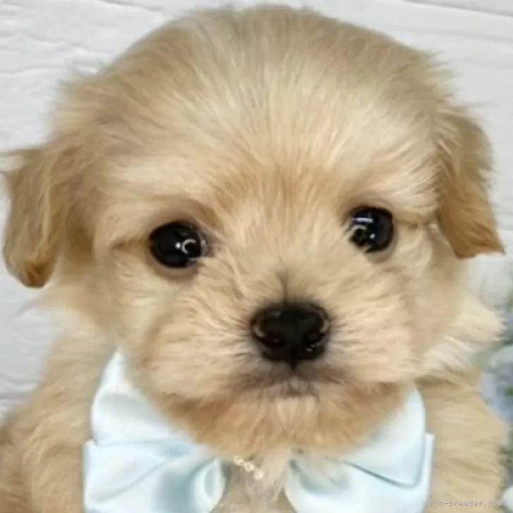 ID：2506-04094の子犬