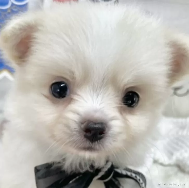 ID:2505-04560の子犬
