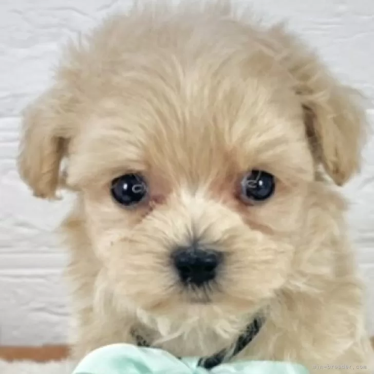 ID：2507-08145の子犬