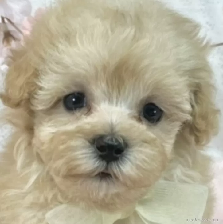 ID:2504-01197の子犬