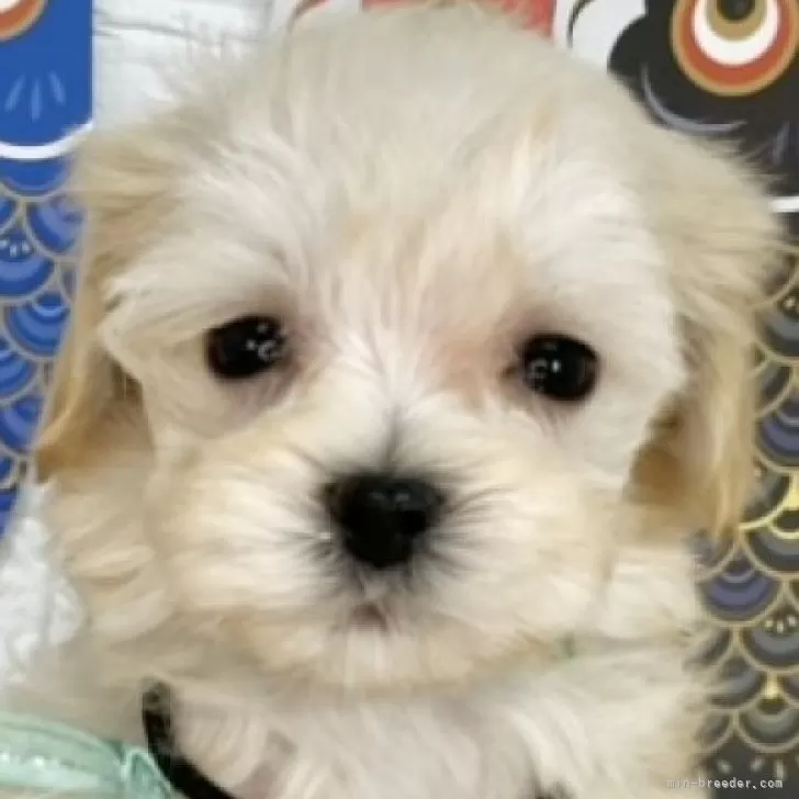 ID:2505-06382の子犬
