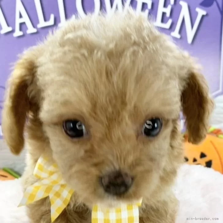 チワプー(チワワ×トイプードル)【岐阜県・男の子・2025年9月11日・アプリコット&ホワイト】の写真1