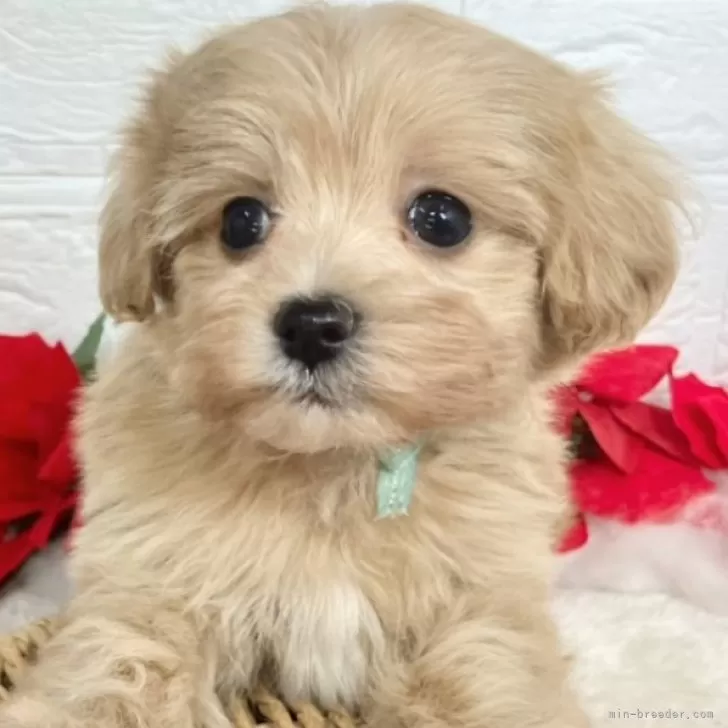 ID：2412-05219の子犬