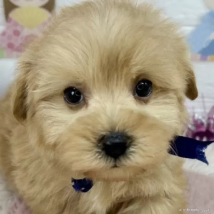 ID：2503-03999の子犬